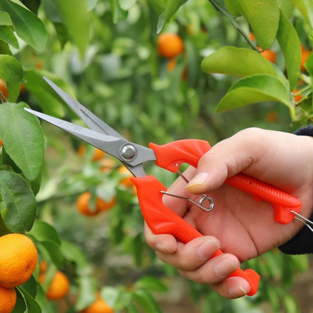 Alicates para plantas, caja de herramientas, podadoras de jardín potentes, herramientas para bonsái, tijeras de podar profesionales, piezas y accesorios para recolector de frutas