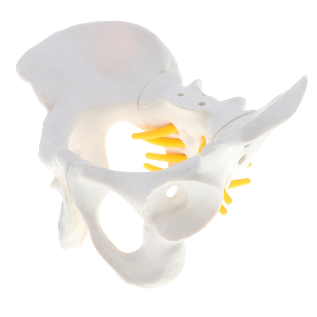 Anatomy Teaching Model - Small Size Female Pelvis Skeleton Model, School Teaching Aid School Teaching Display Lab Supplies