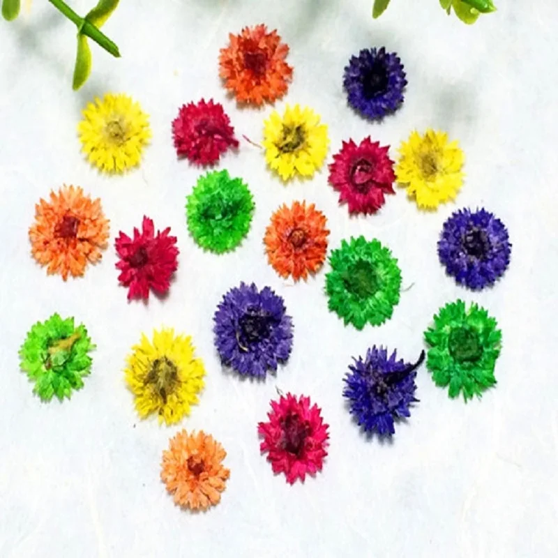 

60pcs Pressed Dried Anaphalis Flower Dry Plants For Epoxy Resin Pendant Necklace Jewelry Making Craft DIY Accessories