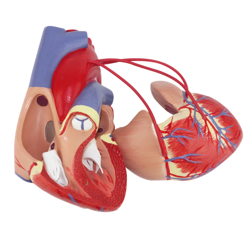 1:1 Human Heart Bypass Anatomy Model Medical Science Teaching Resources Drop Shipping