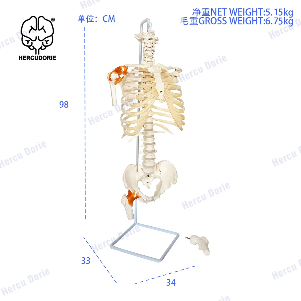 Vertebral Column with Rib Cage Anatomy Model, Life Size Human Spine with Complete Vertebrae, Cast from Real Human Bones, Include