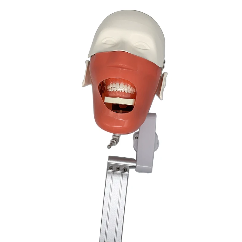 

Dental Phantom Head Simulation Dental Training Teeth Head model Install to Dental Chiar Dentist Practise Model