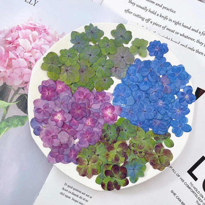 60pcs Pressed Dried Flower Natural Double Petal Hydrangea Herbarium Epoxy Resin Jewelry Making Makeup Face Nail Art Craft DIY