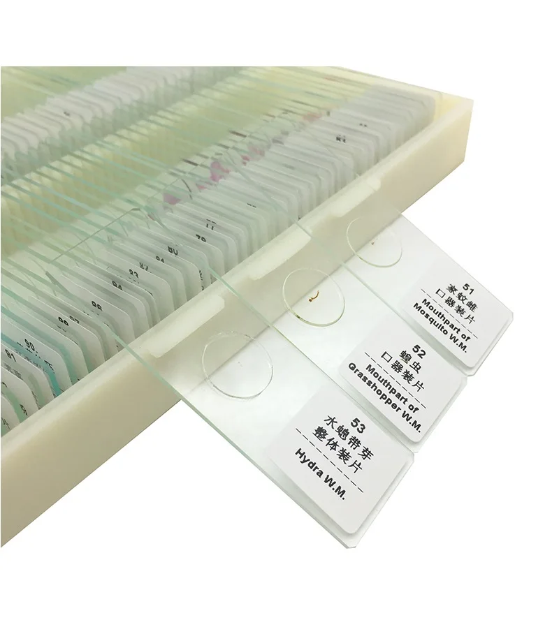 Prepared Microscope Slides Glass Biological Specimen Animal Plant Human Tissue Slide for Student Education Studying