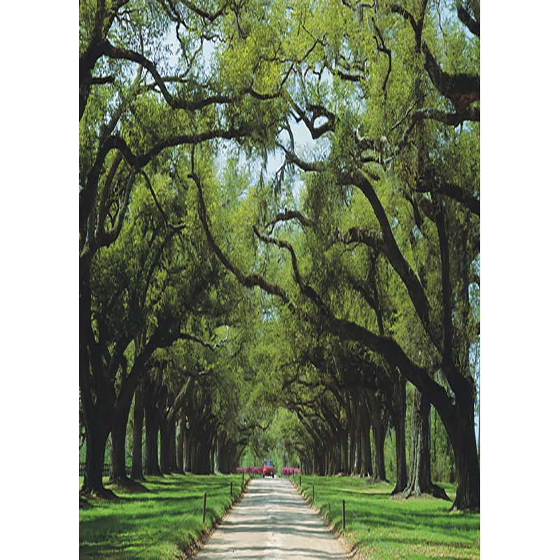 ZHISUXI Rainforest Green Forest Photography Background Natural Scenery Backdrops For Photo Studio Props 1911CXZM-49