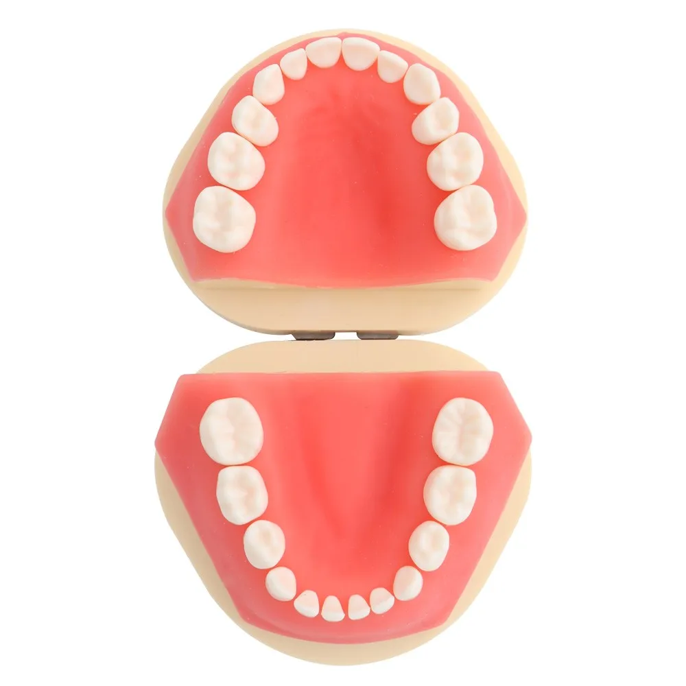 Modelo de dientes para niños, modelo Dental de enseñanza, demostración de estilo Frasaco, goma dura, 24 unidades