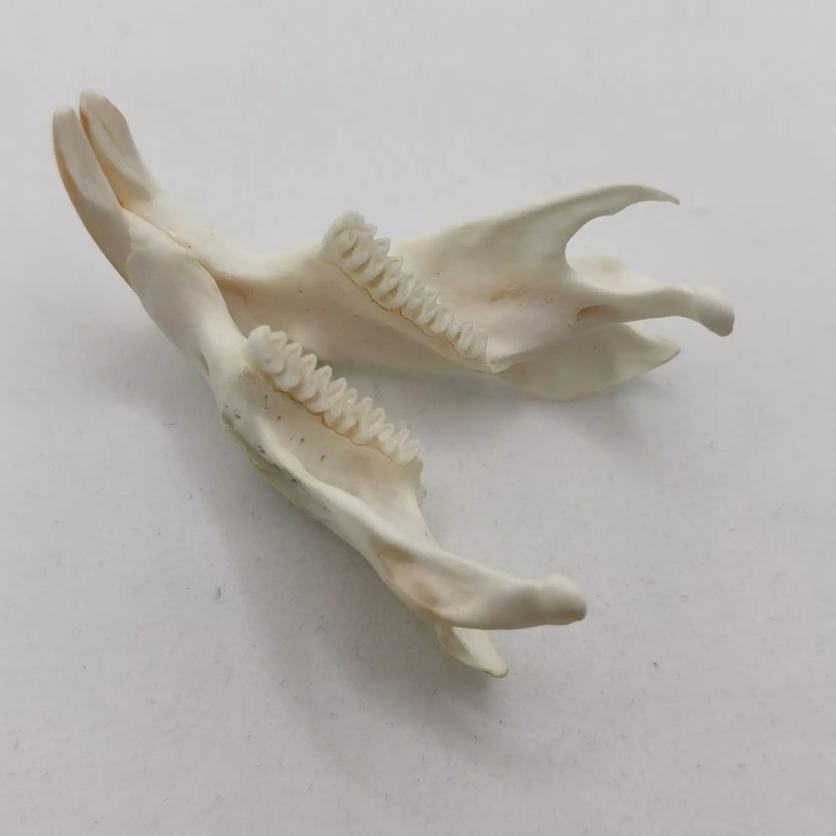 1 Pcs Real Muskrat  Animal Skull  Taxidermy Study Yuletide Christmas Gift Halloween Ornament