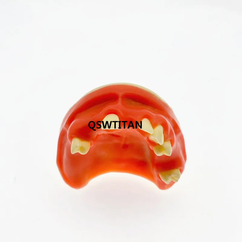 Dental Sinus Lift Practice Teeth Model Typodont Study Model Demonstration teaching tooth model