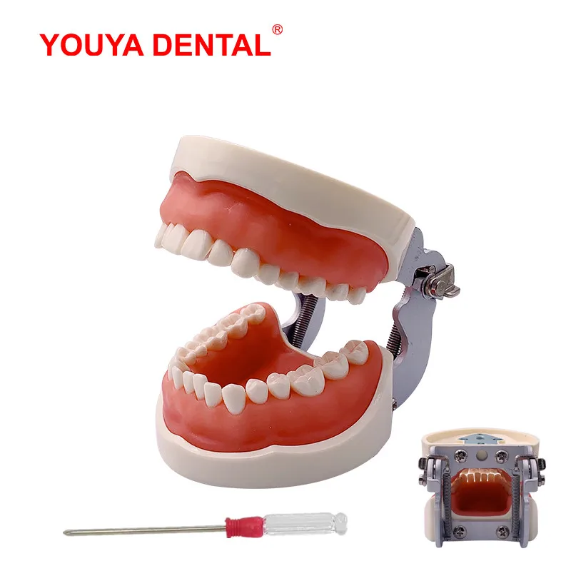 Teeth Model Training Practice Jaw Typodont Dentistry Student Dental Study Teaching Model Standard Model    With Removable Tooth