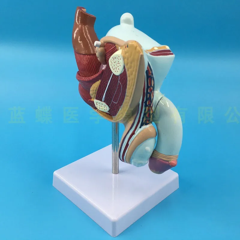 

Male genital anatomy model lesion genital model male urinary system disease model urinary reproductive organ structure teaching