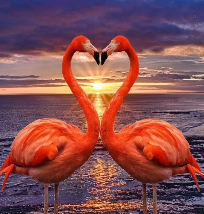 JMINE Div 5D Flamingo Kiss Full Diamond Painting cross stitch kits art High Quality Animal 3D paint by diamonds