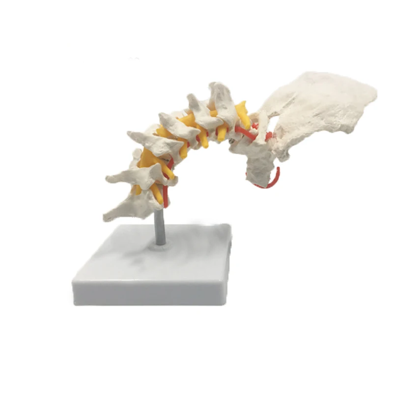 

Cervical Spine with Carotid Artery and Occipital Intervertebral Disc and Nerves, Lumbar Spine Bone Frame Teaching Model