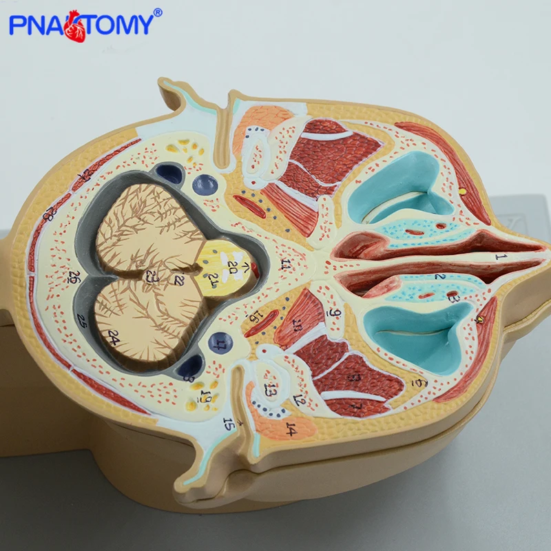 PNATOMY human disc head model 12 pieces brain nerves muscles life size professional teaching tool  human anatomical models