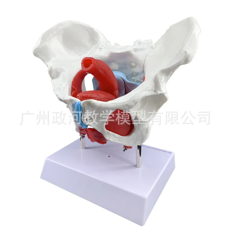 1:1 Life-sized Female Reproductive System Uterus Pelvic Floor Muscle Human Anatomy Bone Medical Model