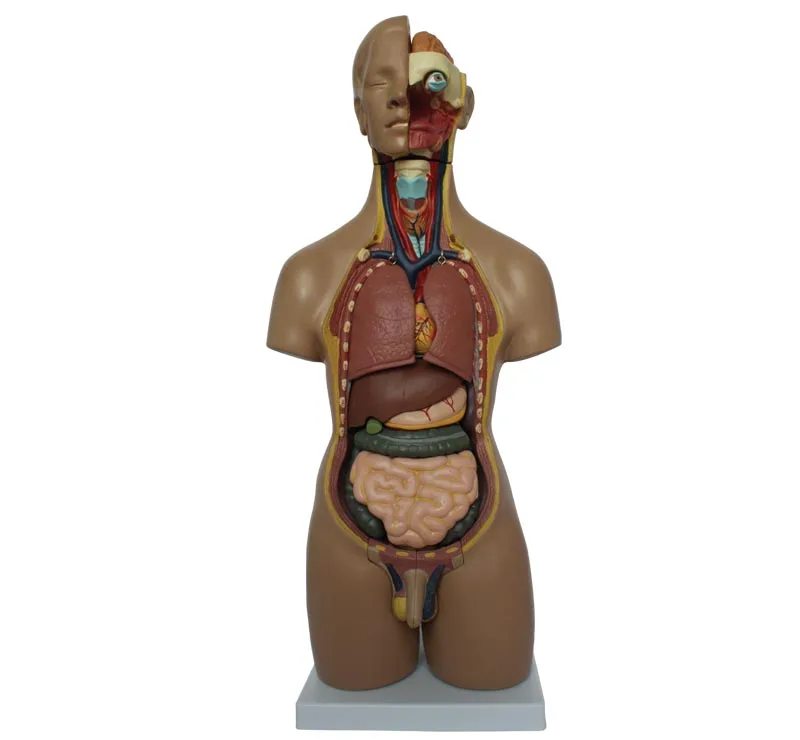 

55CM Human Torso Model 20 Parts