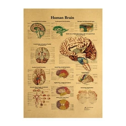 Vintage Poster Human Brain Room Decoration Medical Posters Stickers Home Decor Wall Art Retro Kraft Paper Wall Sticker