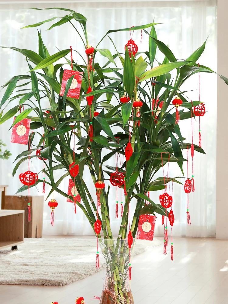 

Red flocking lanterns decorated with bonsai