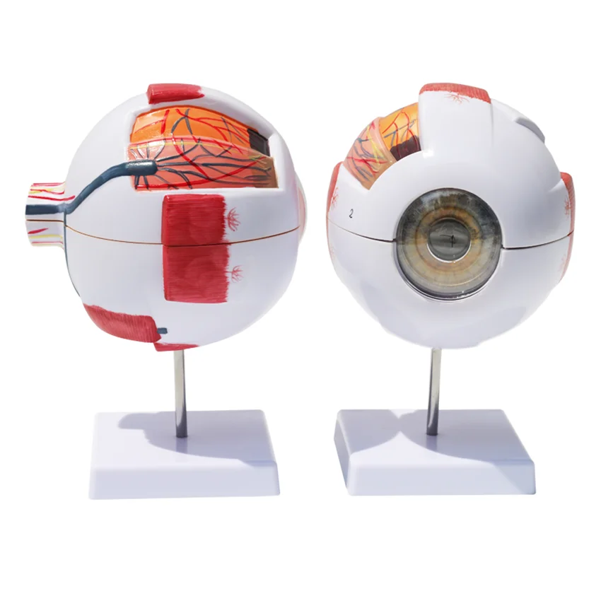 Eyeball Anatomy Model W/ Numeral Sign, 6X Enlarged Human Eye Anatomical Model, Removable 7 Parts, for Study Display Teaching