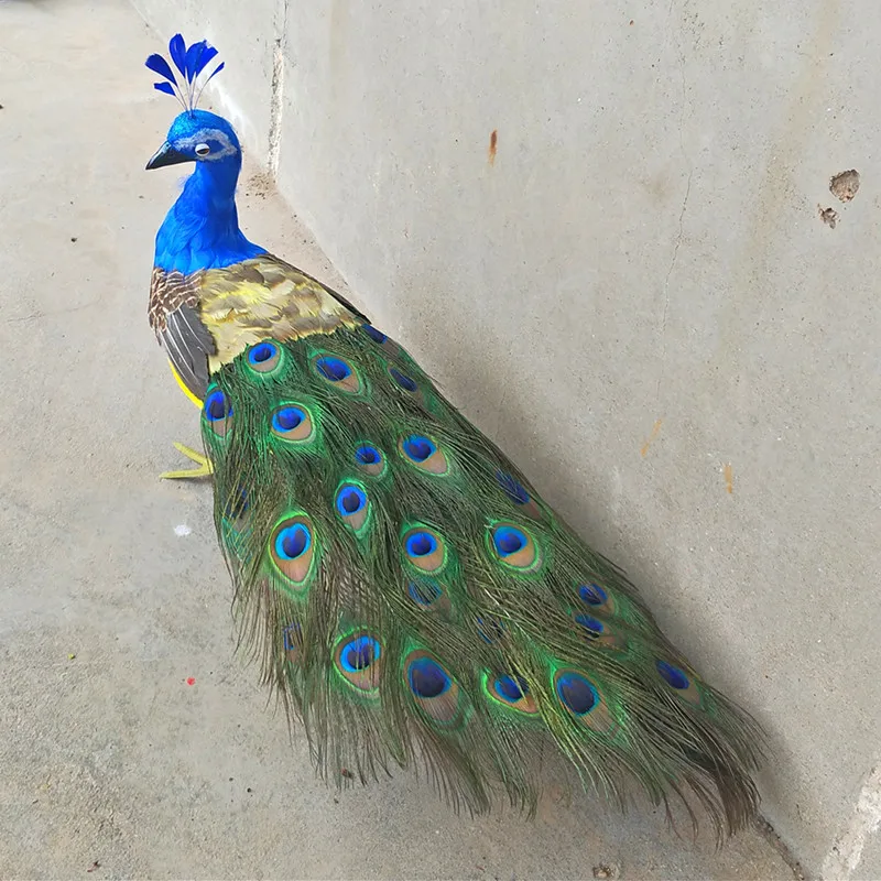 real life toy foam&feathers peacock long 60cm beautiful peacock bird hard model prop.home garden, party decoration gift w0751