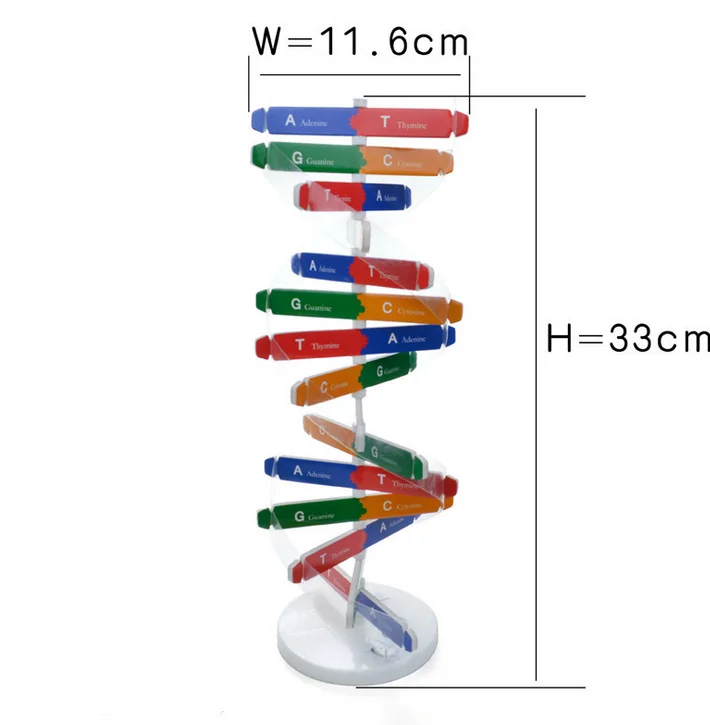 

Children Biology Educational Toy Genetic DNA Structure Double Helix Science For Kids Test Kit