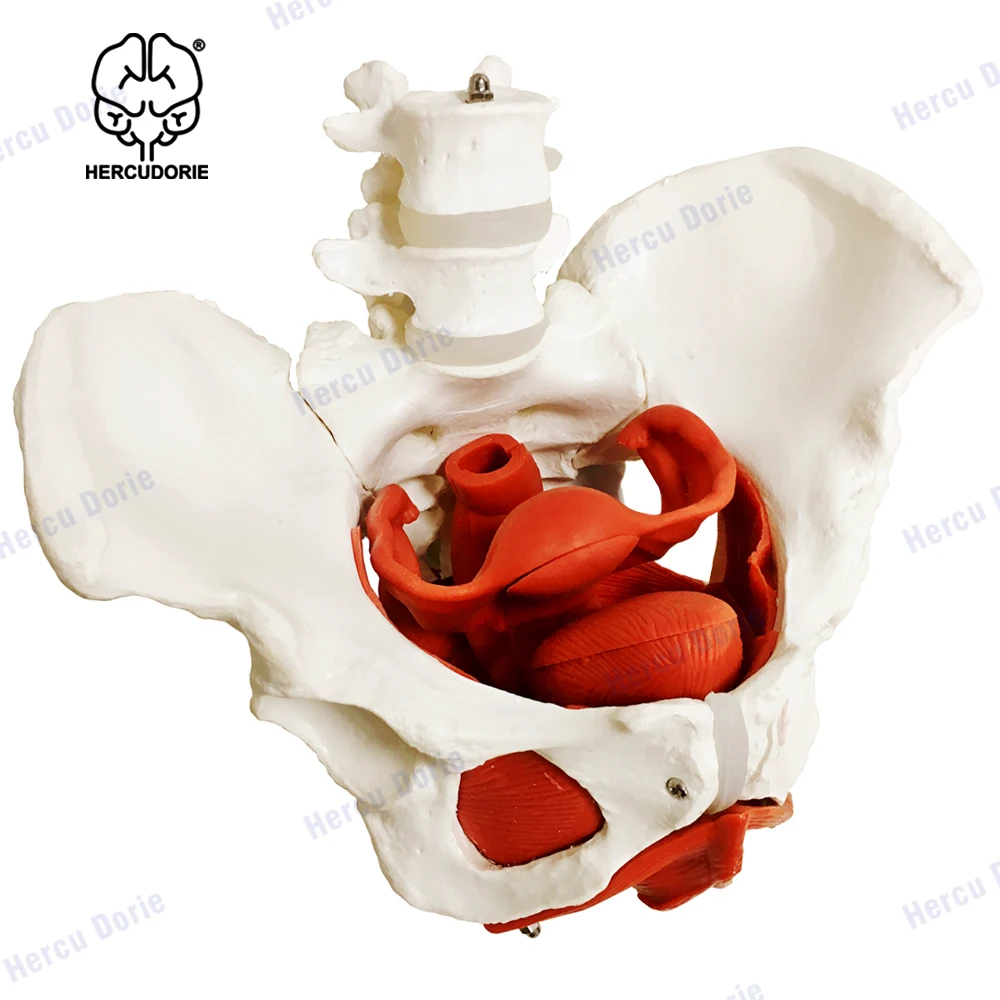 Vrouwelijke Bekken En Perineum Model Met Verwijderbare Organen, Magnetische Montage, Vrouwelijke Bekkenbodem Spier Anatomisch Model & Baarmoeder