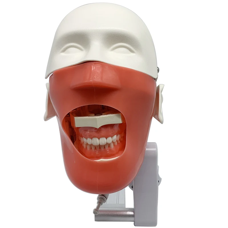 Dental Training Teeth Head Model Install To Dental Chiar Dentist Practise Model Dental Phantom Head Simulation