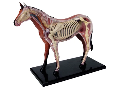 4D MASTER Animal Puzzle Horse Toys Veterinary Anatomical Models Detachable DIY Children Gifts Educational Tool School Used 26101