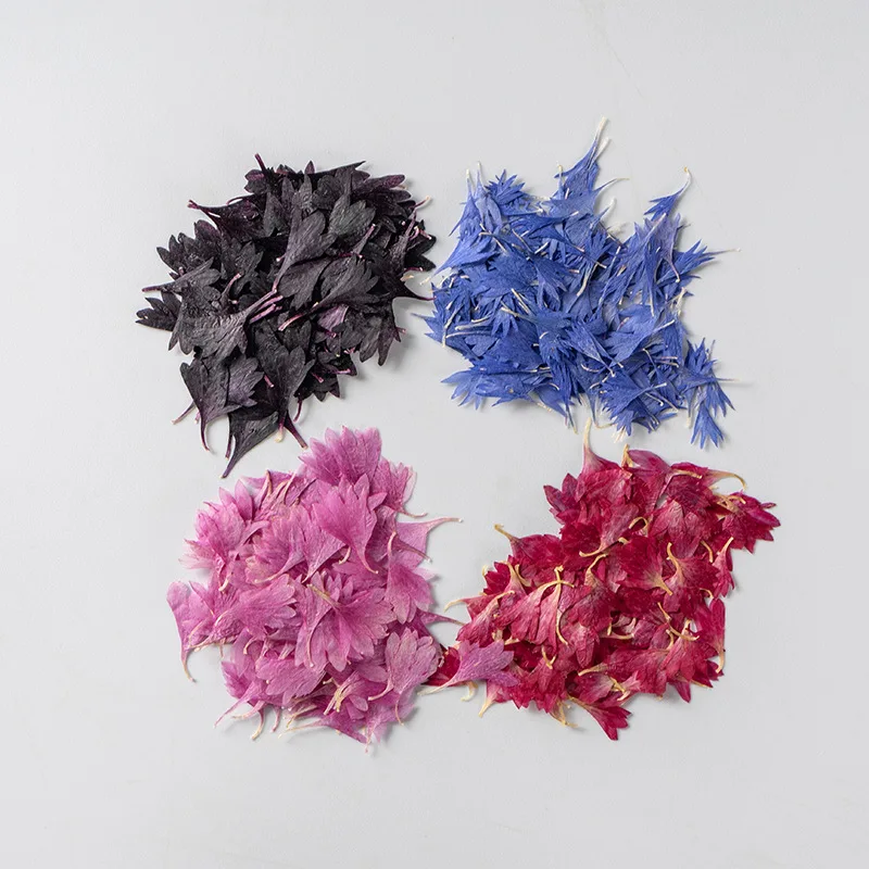 60pcs Pressed Dried Centaurea Cornflower Flower Petal For Nail Art  Make Up Jewelry Bookmark Phone Case Invitation Card DIY