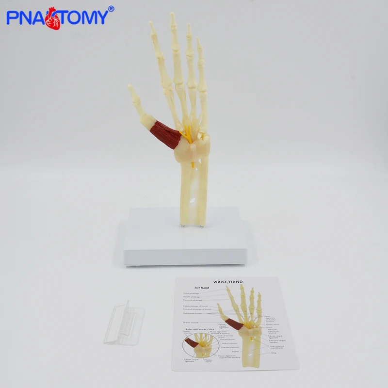 Life size Hand and Wrist Carpal Tunnel Syndrome Model Hand Skeleton With Muscle Medical Gift Anatomical Tool With Key Card