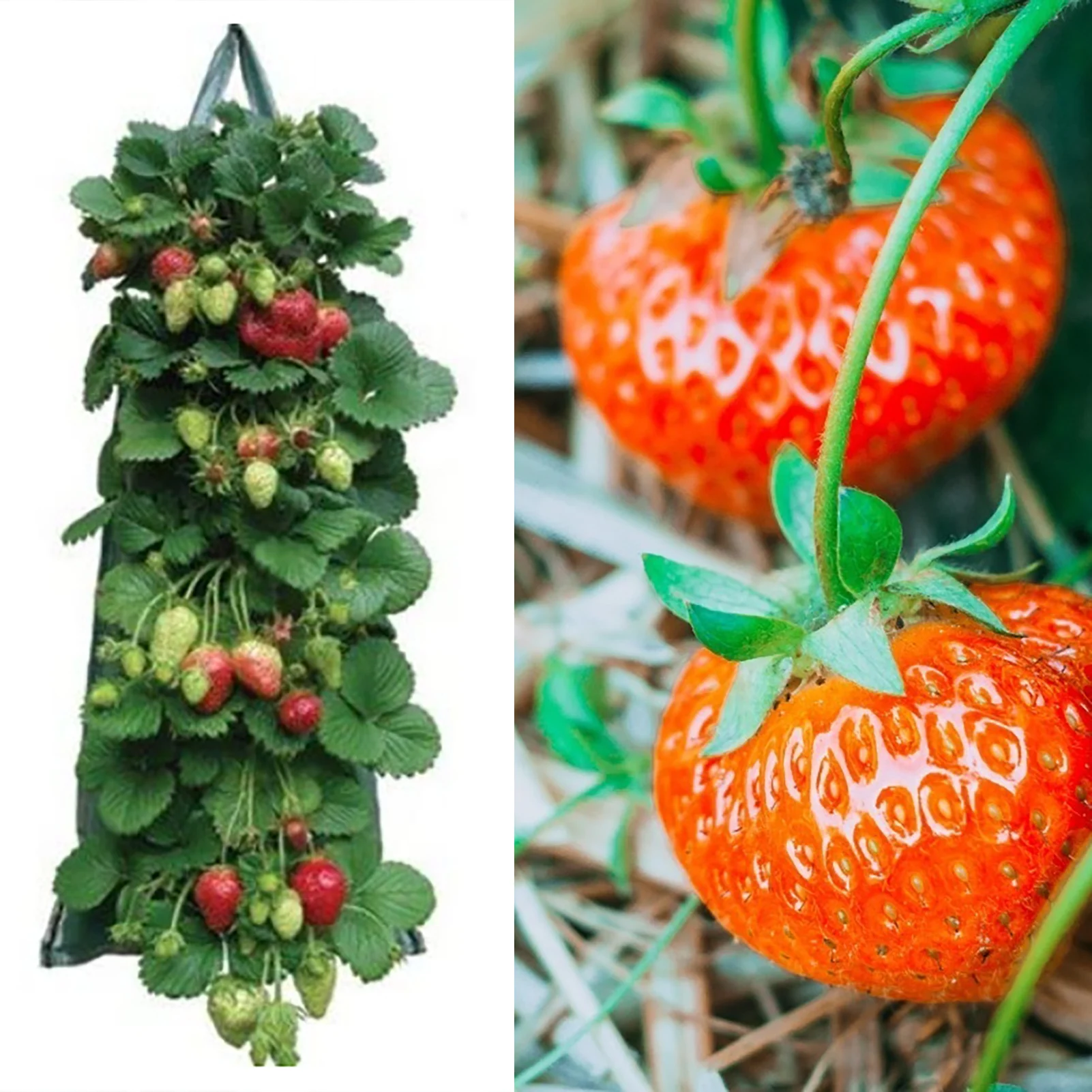 

Wall Hanging Planting Bags Growing Bag Planter Vertical Garden Vegetable Strawberry Planting Bag Flower Planting Garden Supplies