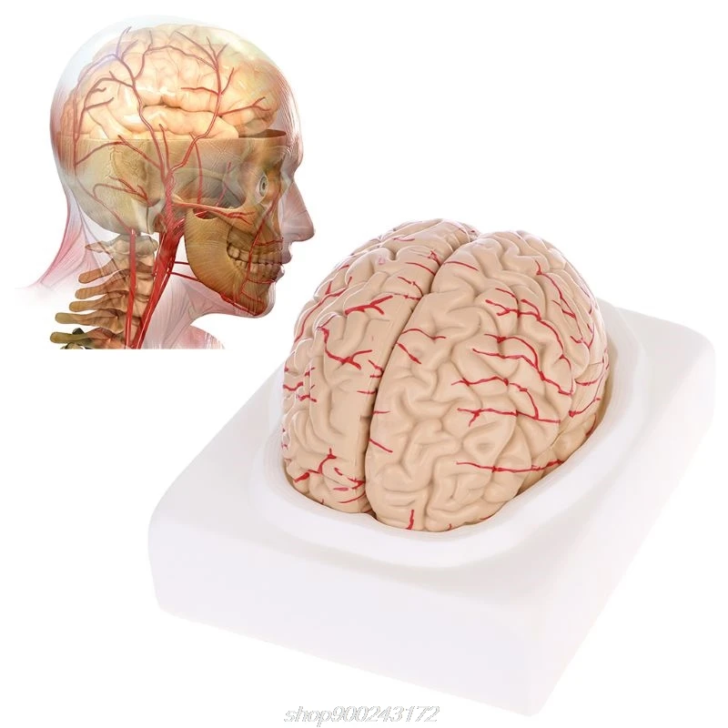  Disassembled Anatomical Human Brain Model Anatomy Teaching Tool J08 21 Dropship