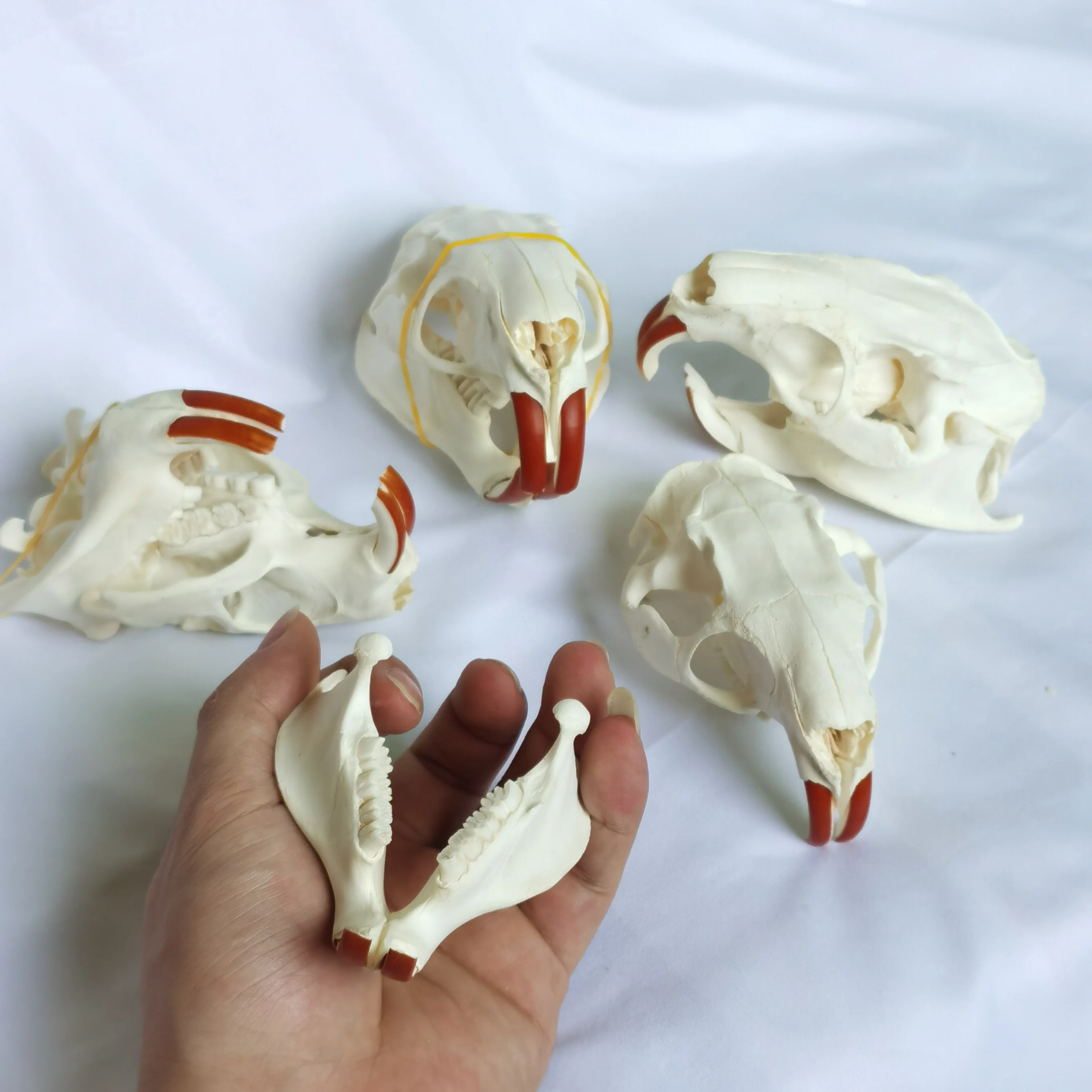 1 Pcs Real Nutria  Animal Skull  Taxidermy Study Yuletide Christmas Gift Halloween Ornament