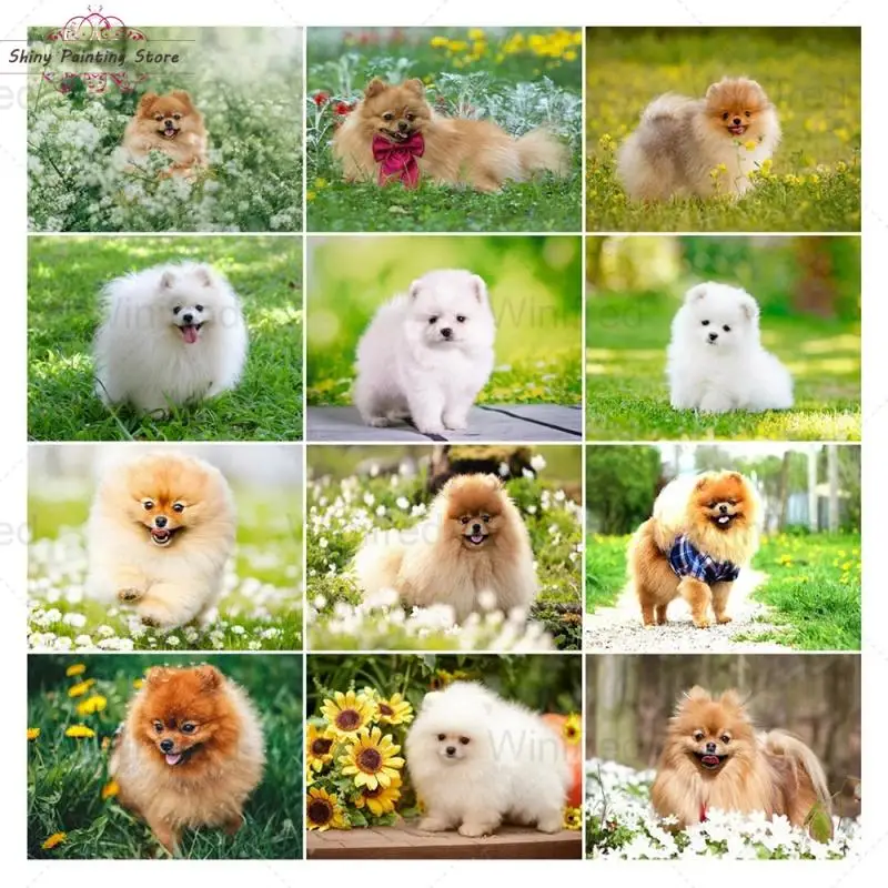 

5D DIY Diamond Painting Cute Dog Pomeranian Full Round Diamond Mosaic Cross Stitch Diamond Embroidery Animal Gift Decor