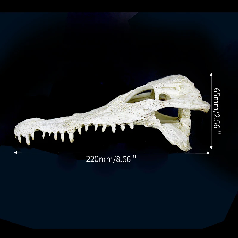 Crocodile dinosaur bone dodge house resin reptile habitat aquatic landscape simulation skull aquarium decoration