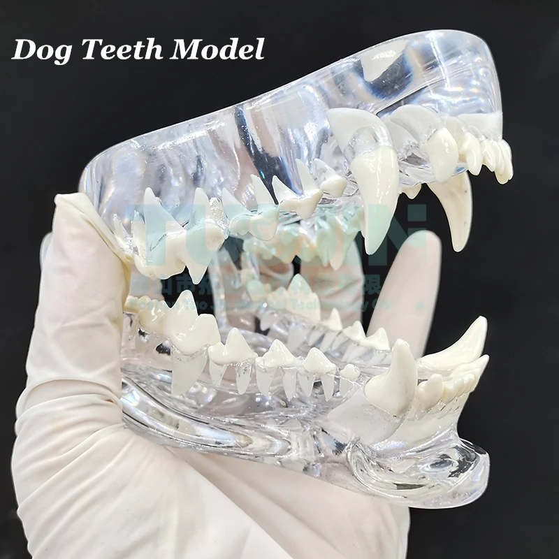 

Denatal pets Teeth Anatomical Model Dental Animals Oral Jaw For Education Canine Dental Veterinary Office Decoration Demo