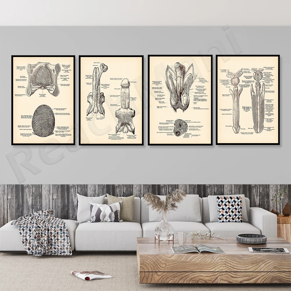 Penis printing male anatomy poster vintage reproductive system urinary system printing urologist gift medical art clinic decorat