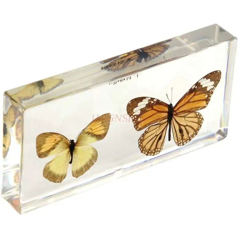 Children observe cognitive resin insect embedded real butterfly specimen artificial amber kindergarten teaching