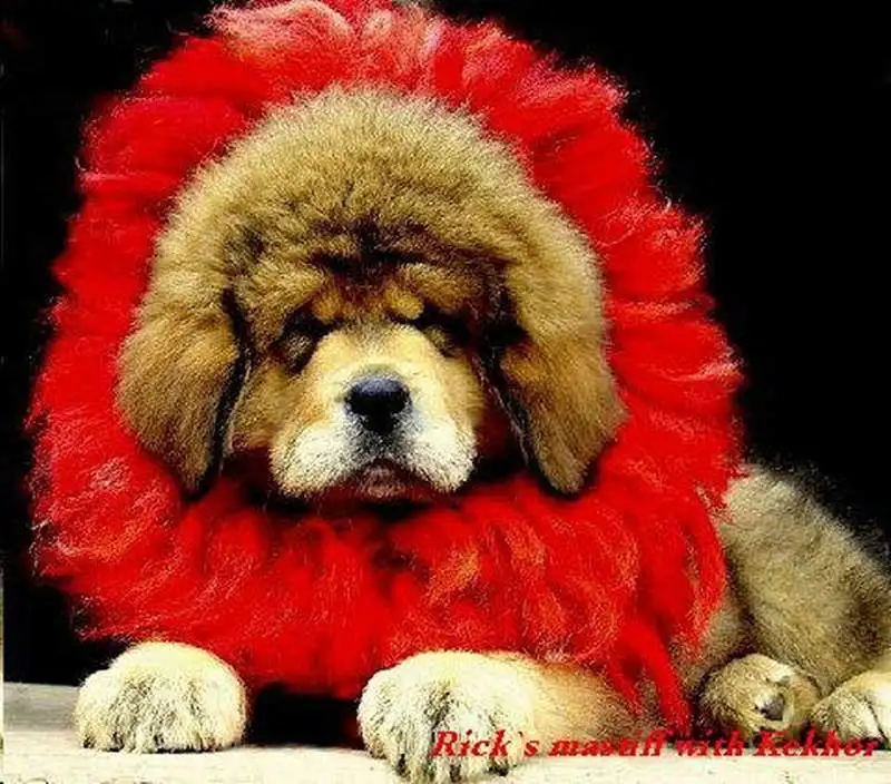 Tibetan Handicraft Mastiff Kekhor for Pet Dog Puppy Red Real Yak Hairs Zang`ao 2 Layers Warm Collar for Puppy Free Shipping