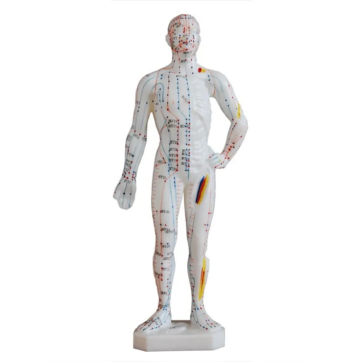 Medical Chinese/English Medicine Meridians Acupuncture Moxibustion Model Acupuncture Point Mannequin Acupuncture Model 26cm