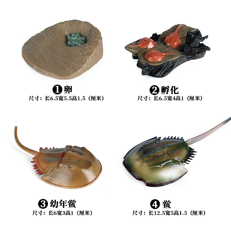 Simulation Animals Sea Turtle Horseshoe Crab Growth Cycle Action Figures Model Educational Cognitive Collection Cute Kids Toys