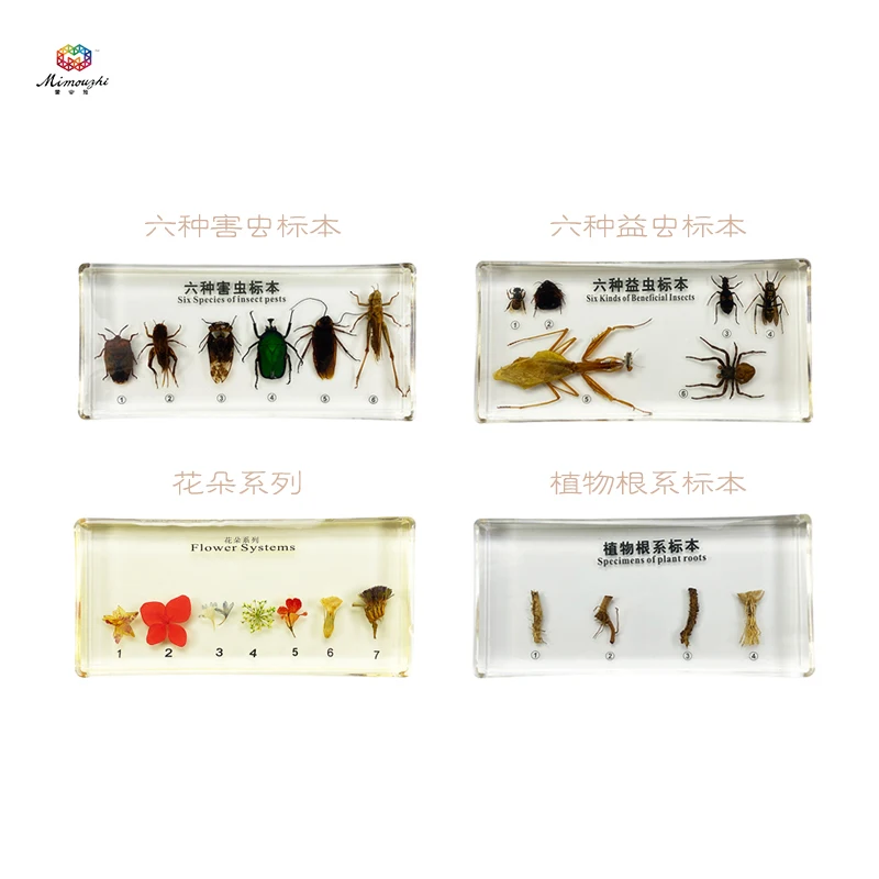 Six Kinds of Beneficial Insects Embedded Specimen Insect Specimen Models Biological Entomology Teaching Aids Resin Handicraft