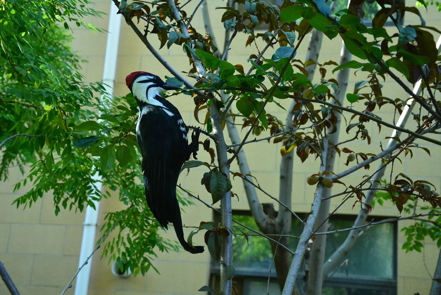 17 inch Lifelike Woodpecker Woodpecker Decoration Combination with 95 feet Double Side Laser Tape to Scare Woodpecker Away