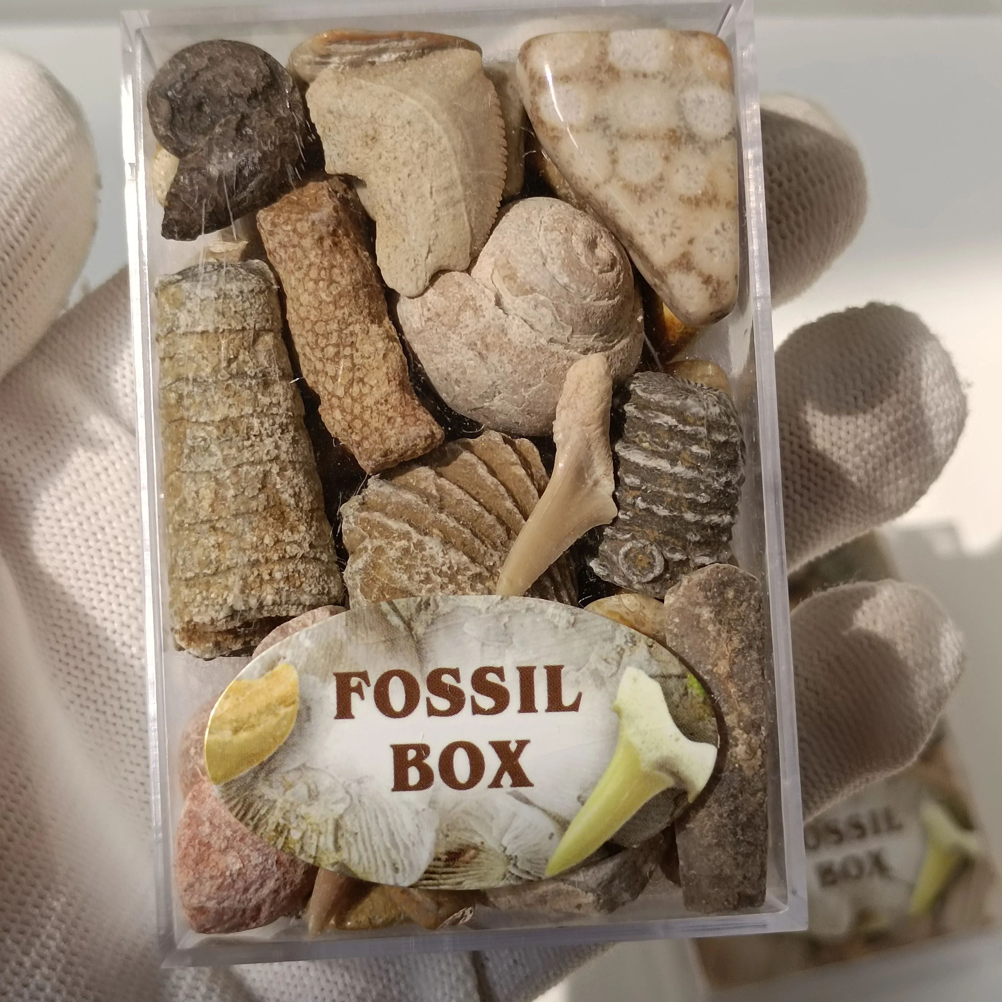 

1 box Animal shell Ocean Specimen Natural gravel Stones Decoration Marine Science Teaching Materials