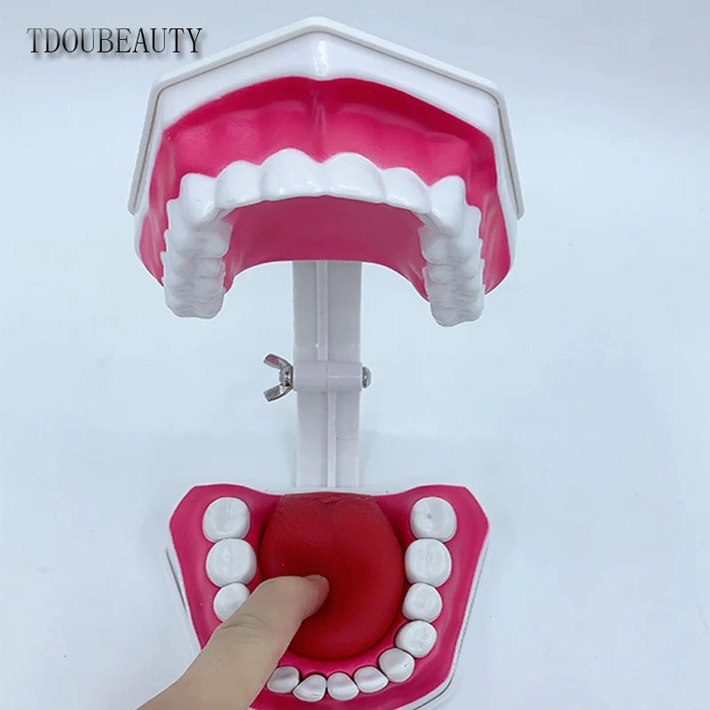 TDOUBEAUTY Adult Dental Tooth Model And Toothbrush With Removable High-Grade Teeth Teaching Model (With Tongue)