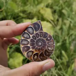 4-5cm Madagascar Natural Ammonite conch slice Teaching specimens