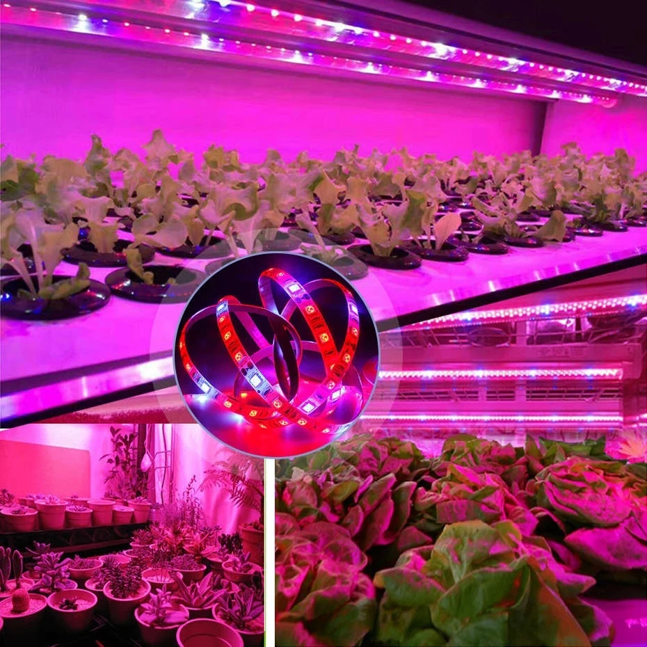 12V LED Grow Light Full Spectrum LED Plant Strip Light Bulb 5M 300 LEDs Phyto Lamp For Seedlings Flower Fitolampy Grow Tent