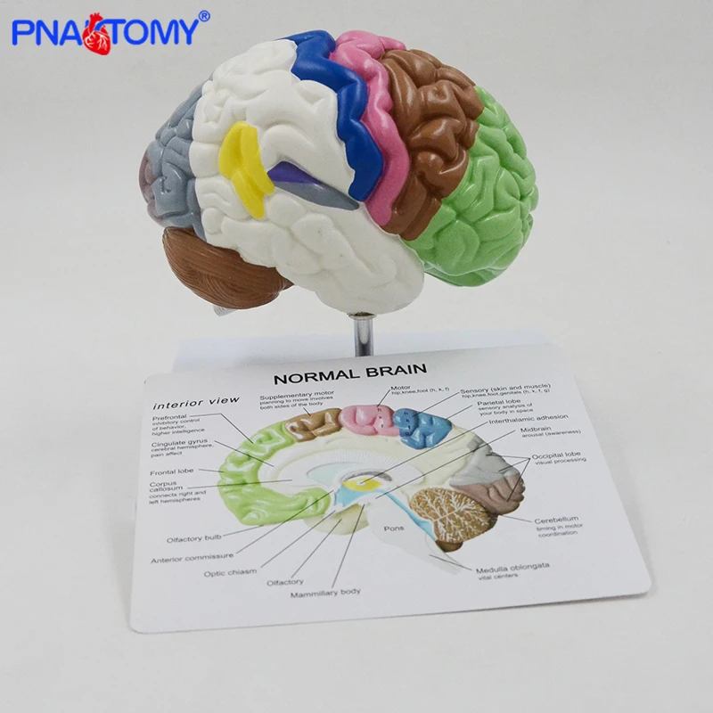 Human Half Brain Anatomy Model Life Size with Instruction Card and Base Colored Anatomical Brain Model Medical Tool Teaching Use