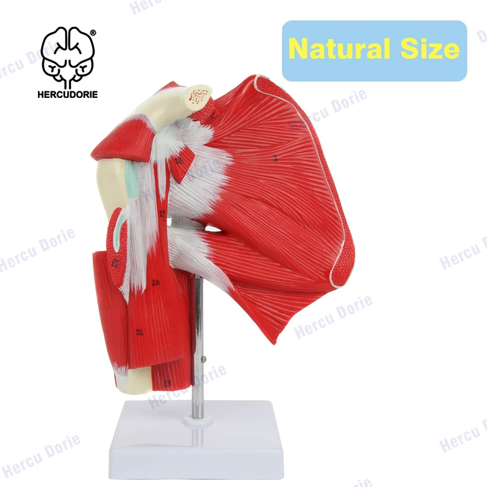 Life Size Shoulder Joint Muscles Model Human Body Anatomy Replica of Shoulder Joint Clavicle Bone Model from Rotator Cuff to Sub