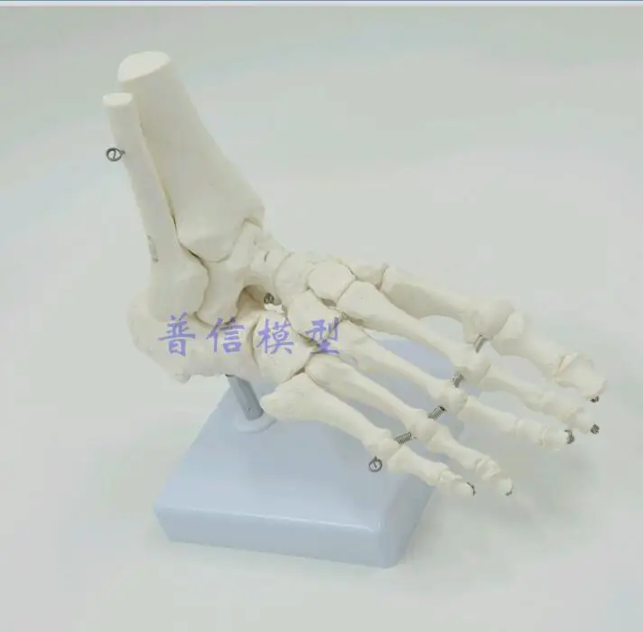 

Flexible Human Foot Bone Model Medical Science Accessories Life size Foot Ankle Joint Anatomical Skeleton Model Medical Displ