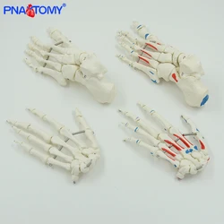 Life Size Human Foot Bone Model Hand Bone with Muscles Medical Tool Anatomy Teaching Product Promotion Gift PNATOMY Durable